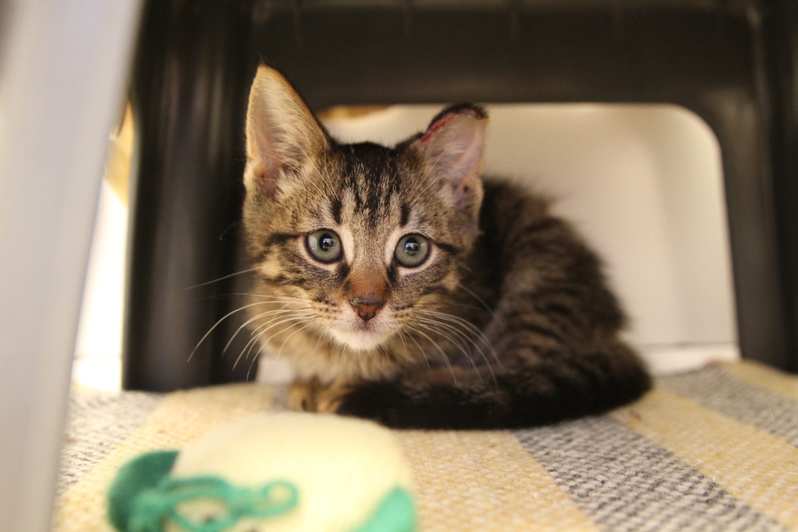 Payroll Giving — Help more animals every month