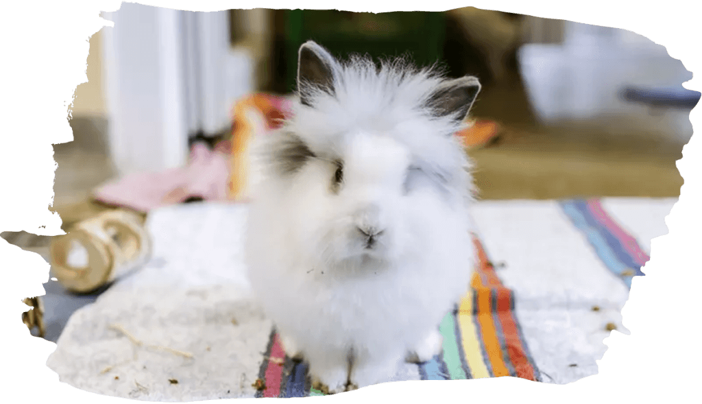 A fluffy white rabbit with grey-tipped ears sits on a striped towel indoors, surrounded by a few wooden toys and scattered hay.