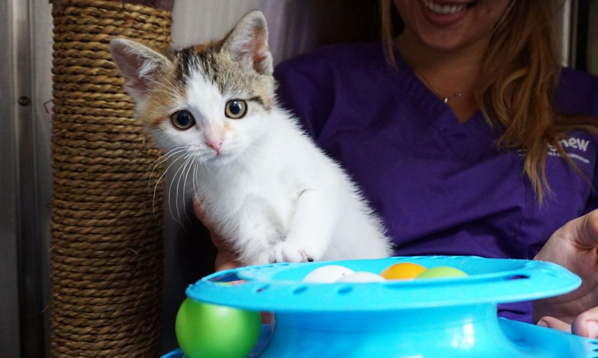 A small white and tabby kitten with wide eyes looks curiously at the camera while sitting on a person’s lap, next to a bright blue toy with colourful balls.