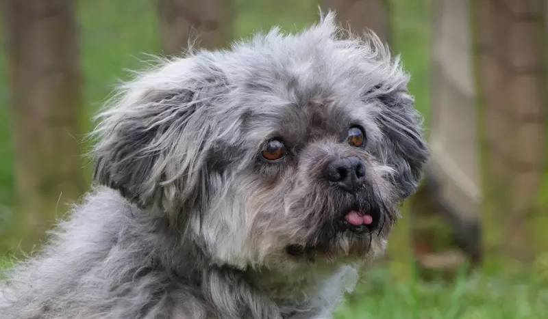 Remarkable transformation for neglected dog