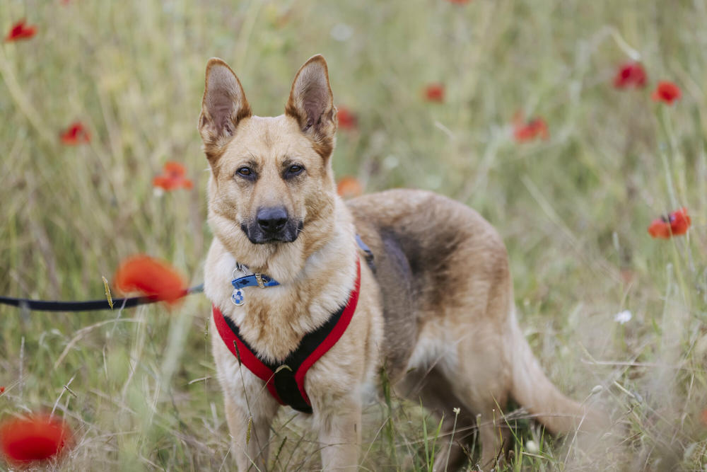 Enhancing Your Dog’s On-Lead Experience