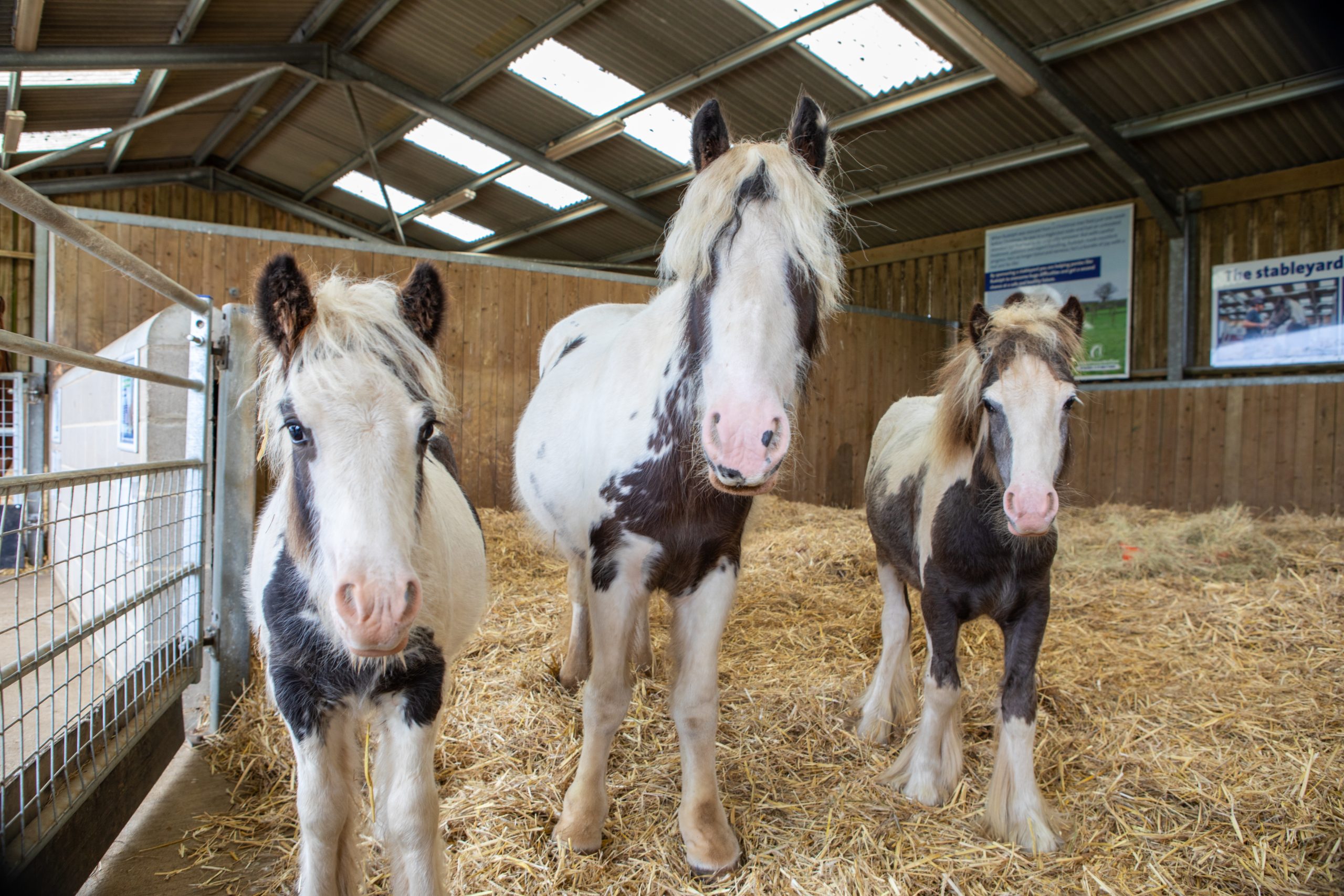 Three young piebald horses stand together in a straw-covered stable, looking curiously toward the camera under the natural light from the skylights above.