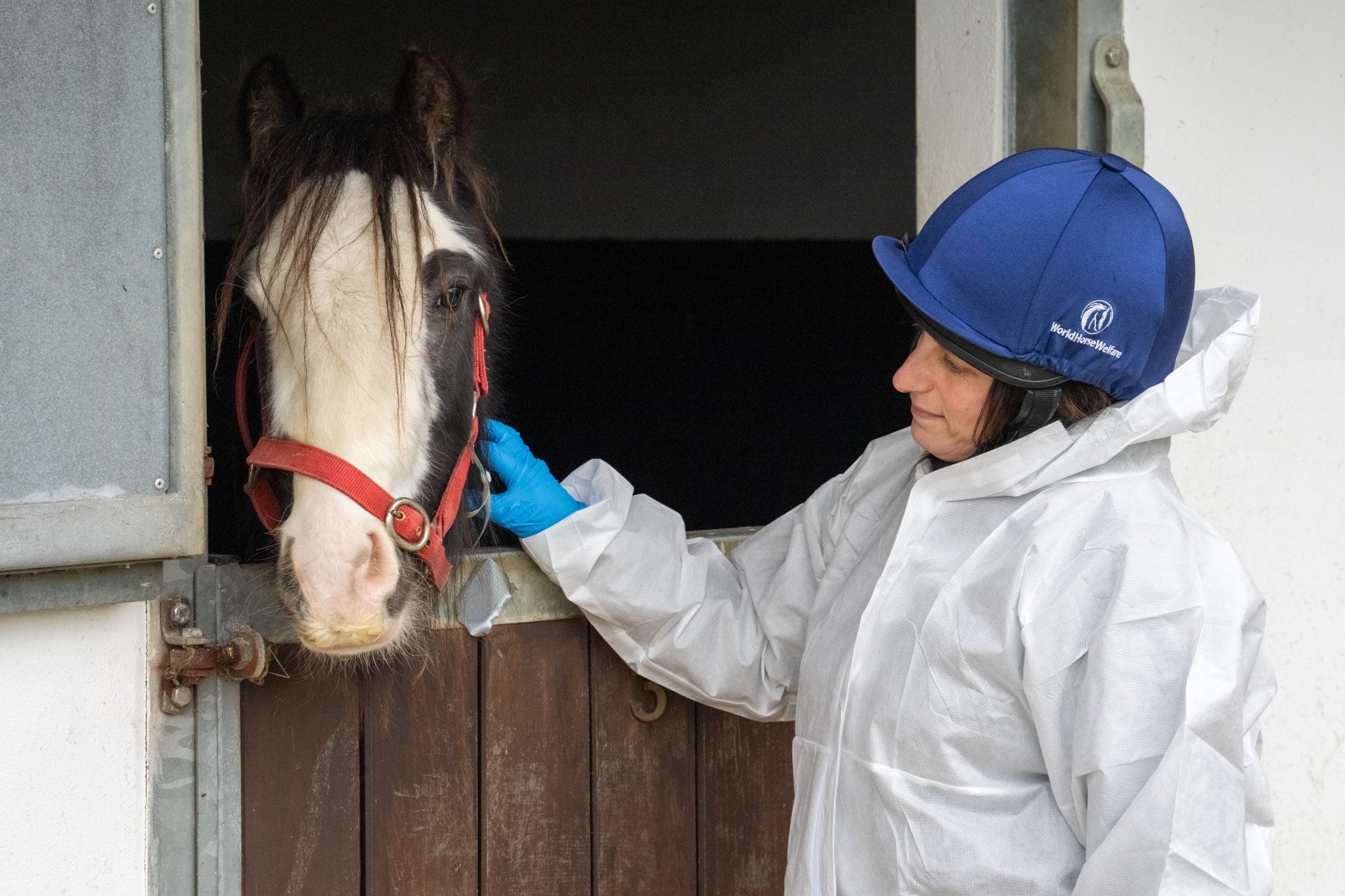 Horses being smuggled from UK are rescued - Together For Animals ...