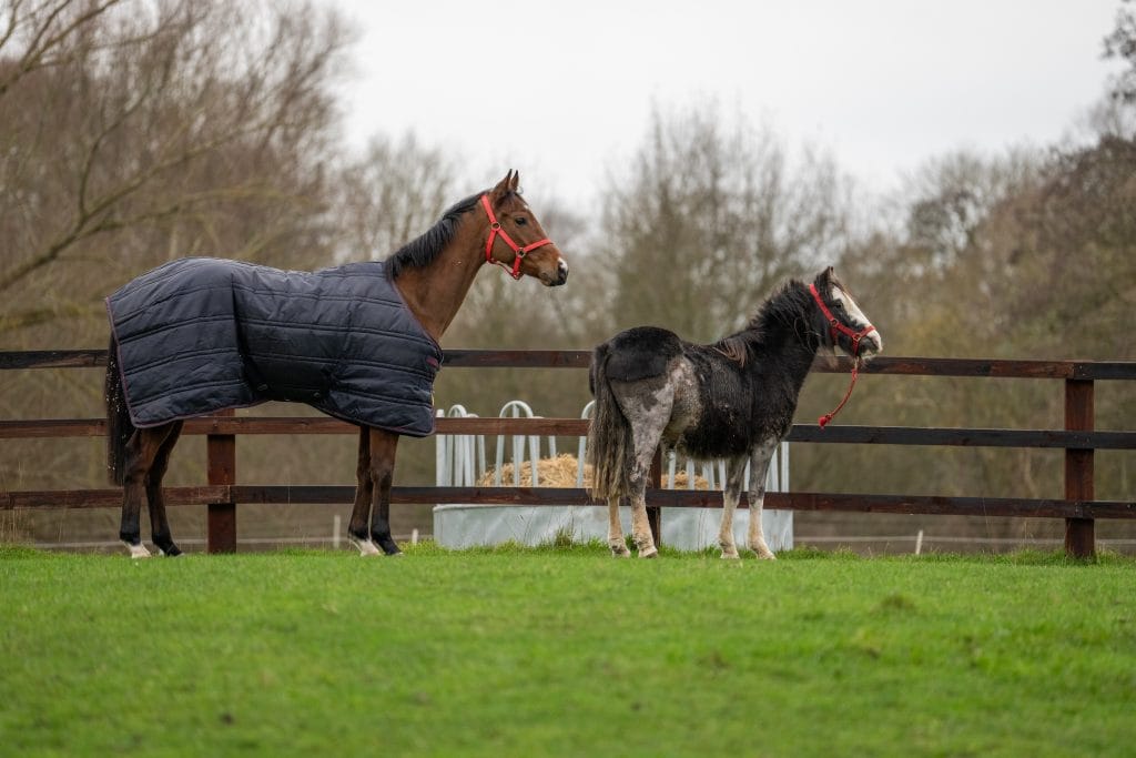 Horses being smuggled from UK are rescued - Together For Animals ...
