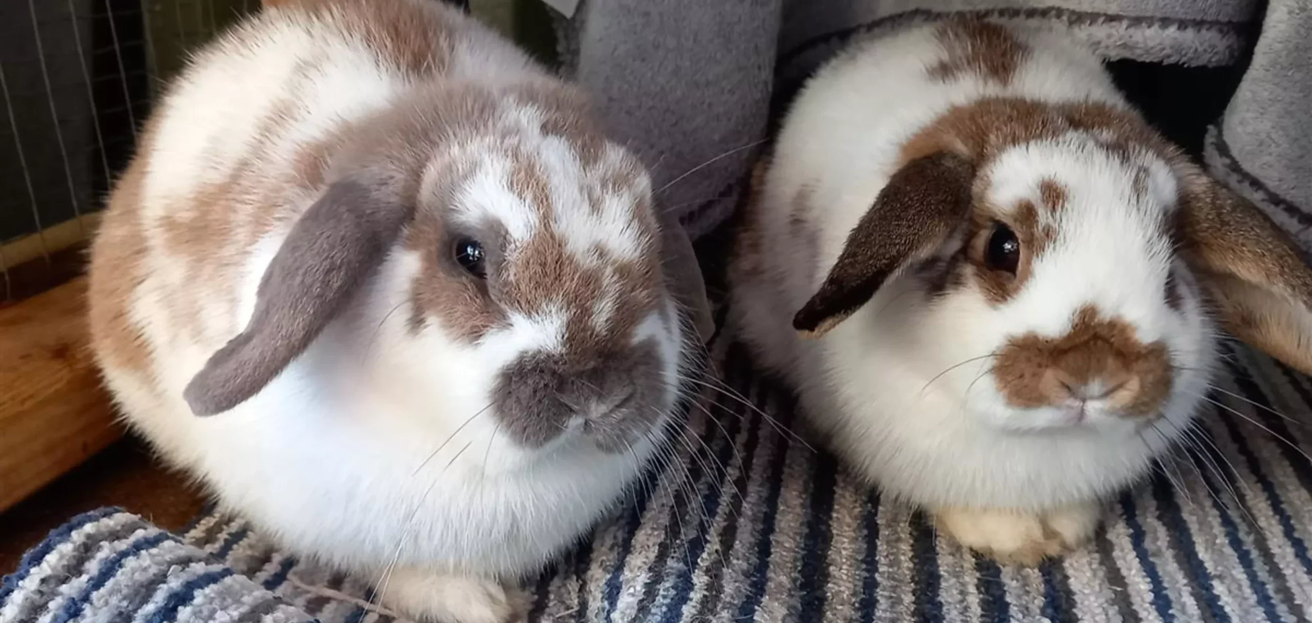 Abandoned rabbits rescued and rehomed
