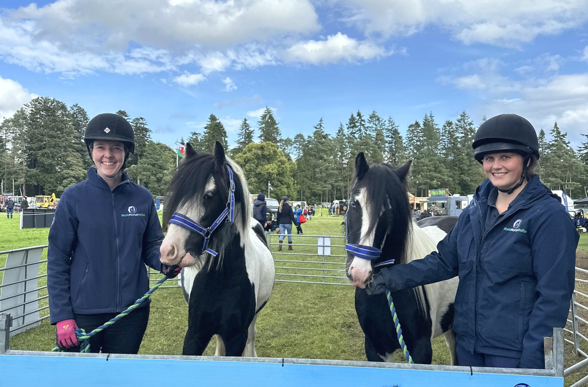 Horses second chance - Together For Animals. Animal welfare charity.
