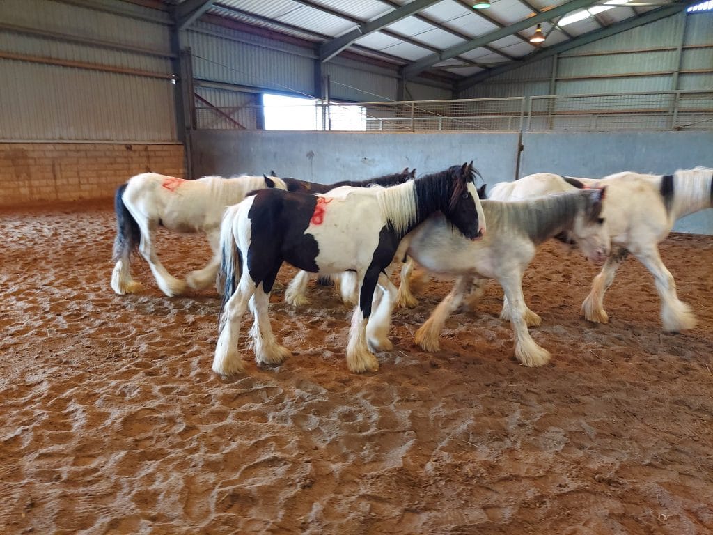 Horses second chance - Together For Animals. Animal welfare charity.