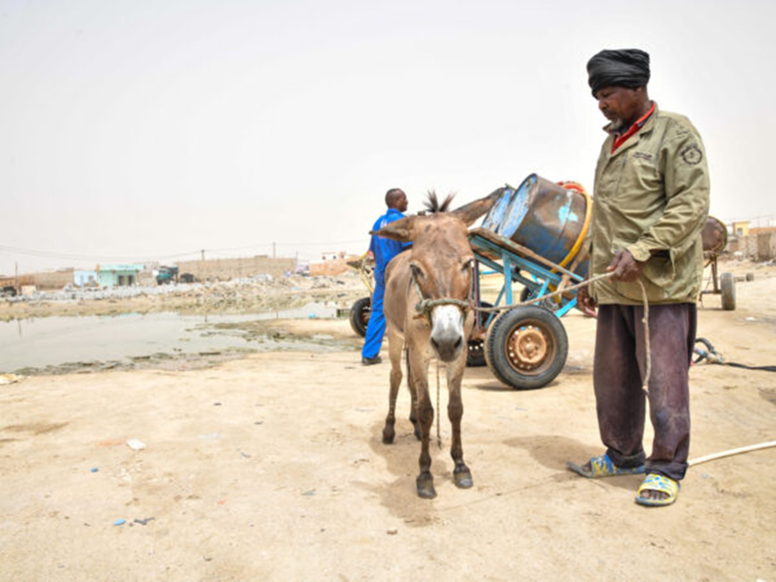 Alnair the donkey’s painful skin disease