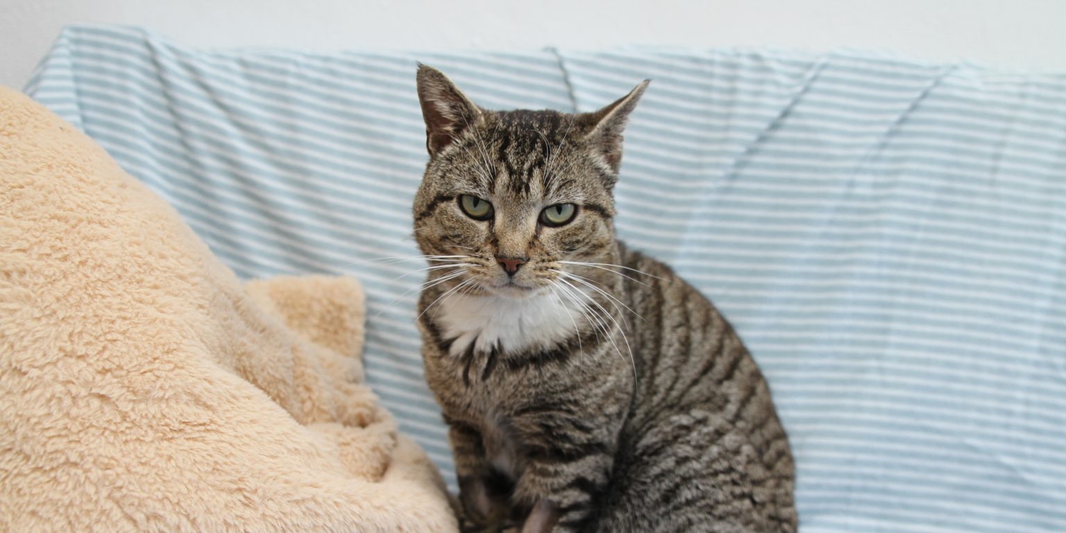 Stray cat rescued