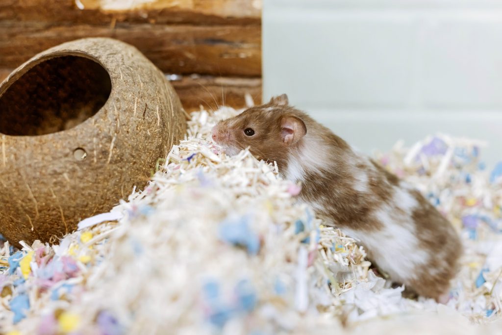 Brown and white hamster exploring colorful shredded paper bedding next to a hollow coconut shell hideout in its enclosure.