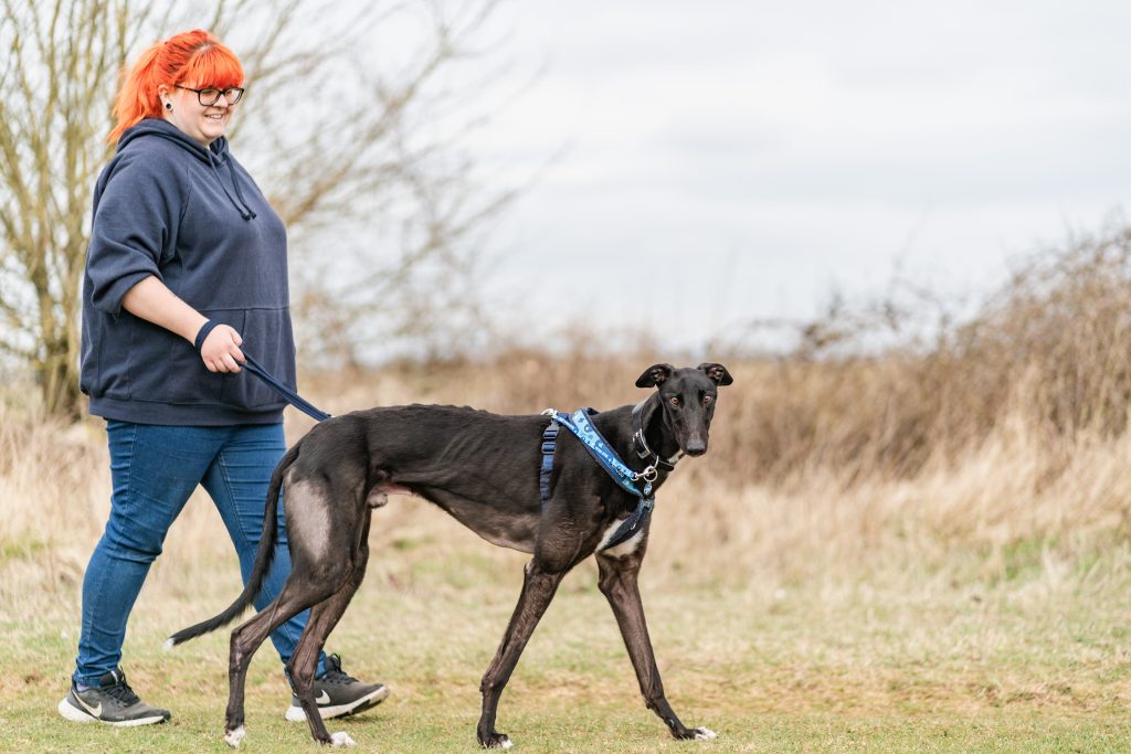 Black greyhound wearing a blue harness being walked on a lead in a grassy outdoor area by a person in a navy hoodie.