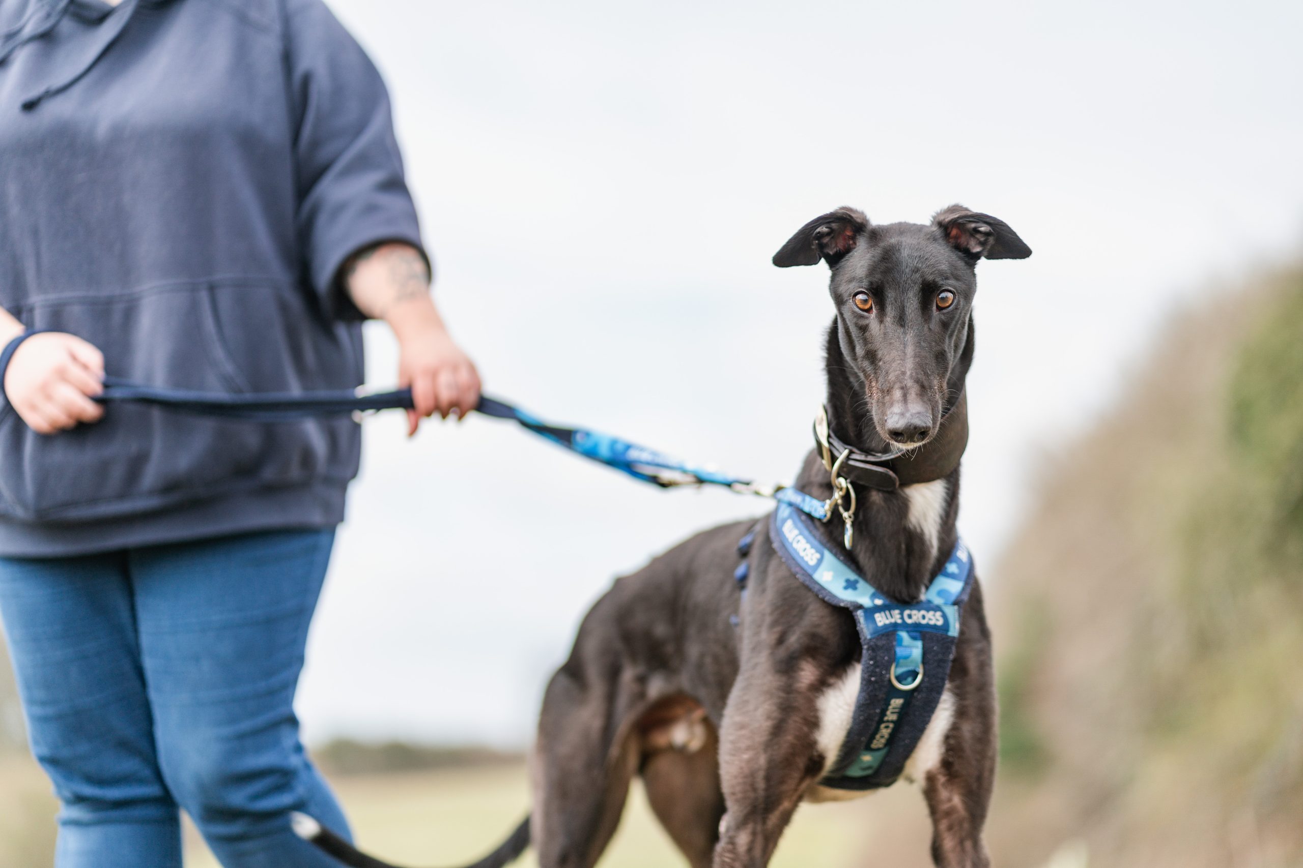 From Racetrack to Sofa: Cricket the Greyhound’s Journey to a Happy New Life