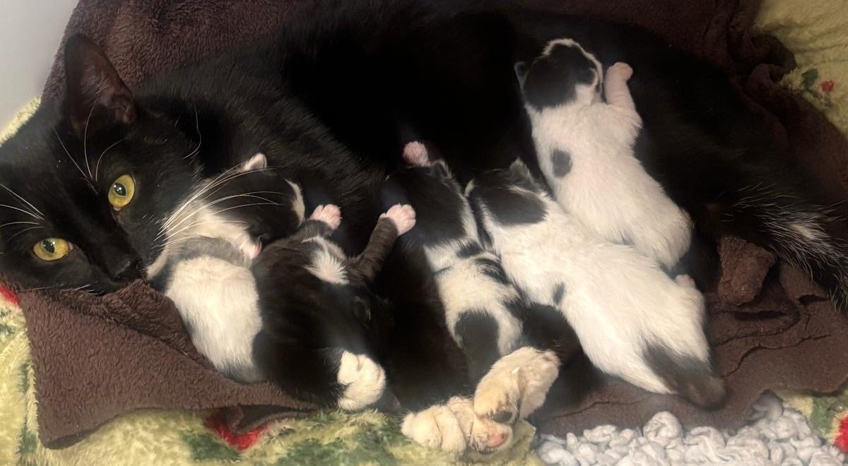 From rubbish to rescue: Abandoned cat and kittens found loving new homes