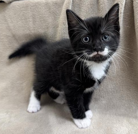 A small tuxedo kitten stood on a grey fleece