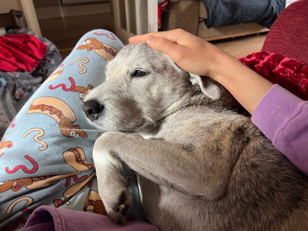 Rescue dog Belle laying on a person's lap. Belle is being patted on the head by her foster carer