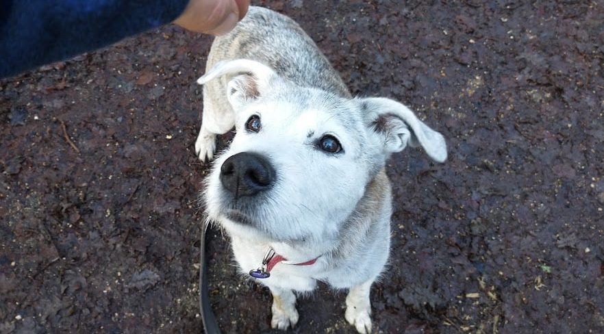 Belle’s journey: From abandoned dog to loving home