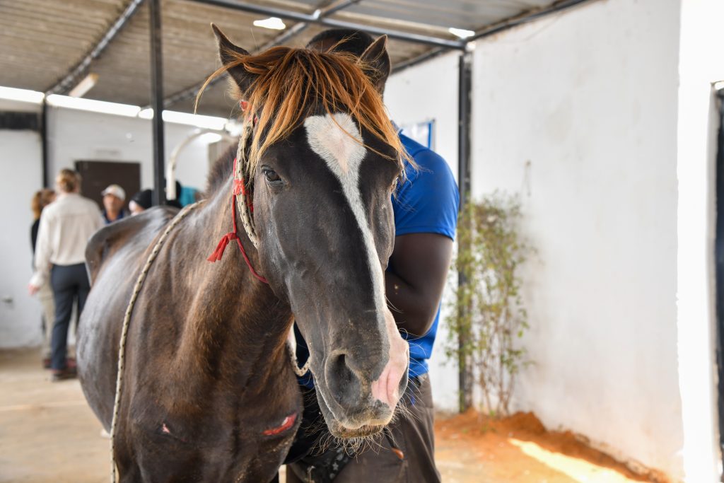 A brown horse with a white facial marking and reddish mane, standing beside a man in a blue shirt inside a covered area, with people blurred in the background.