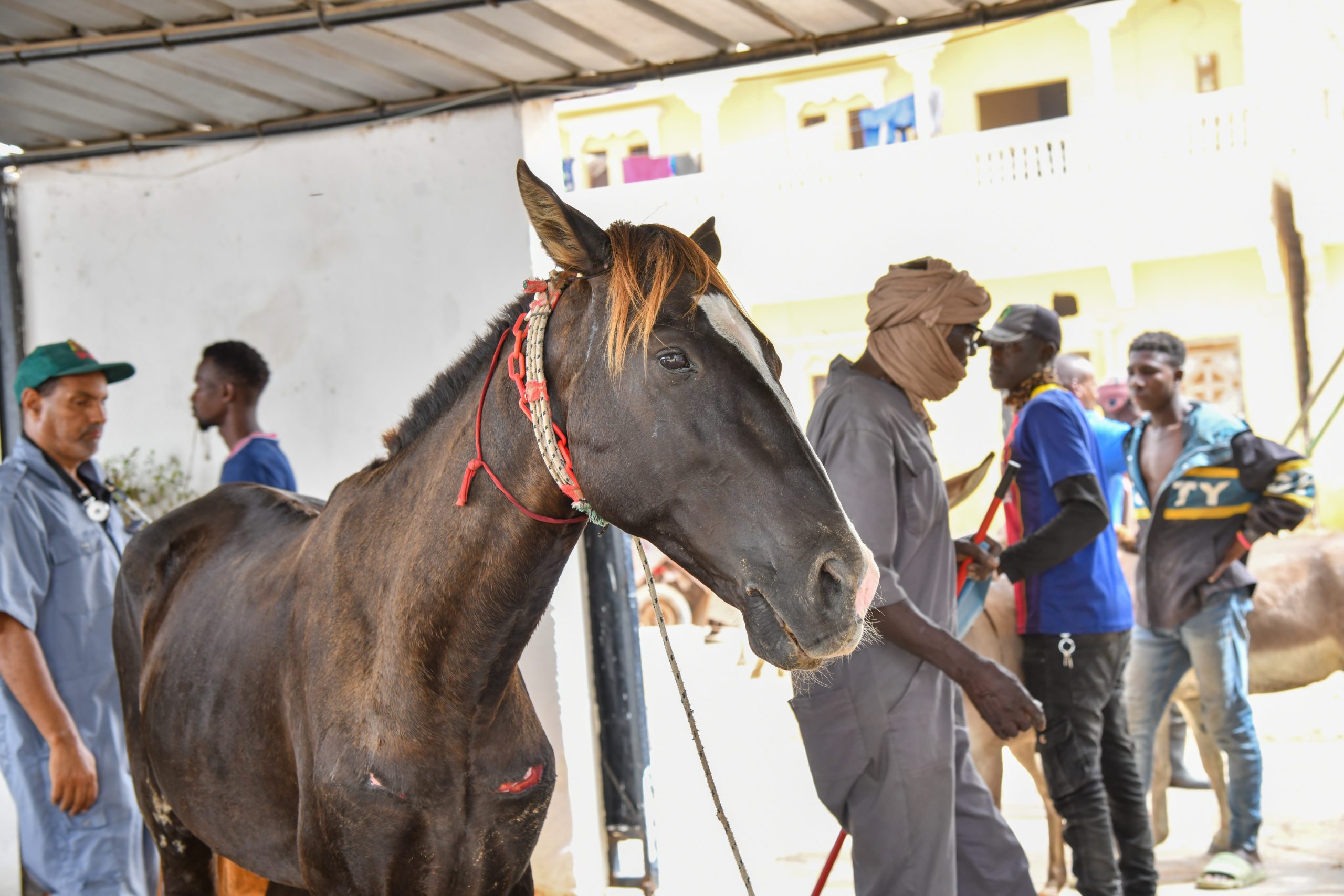 Jack the carthorse: receiving life-saving care
