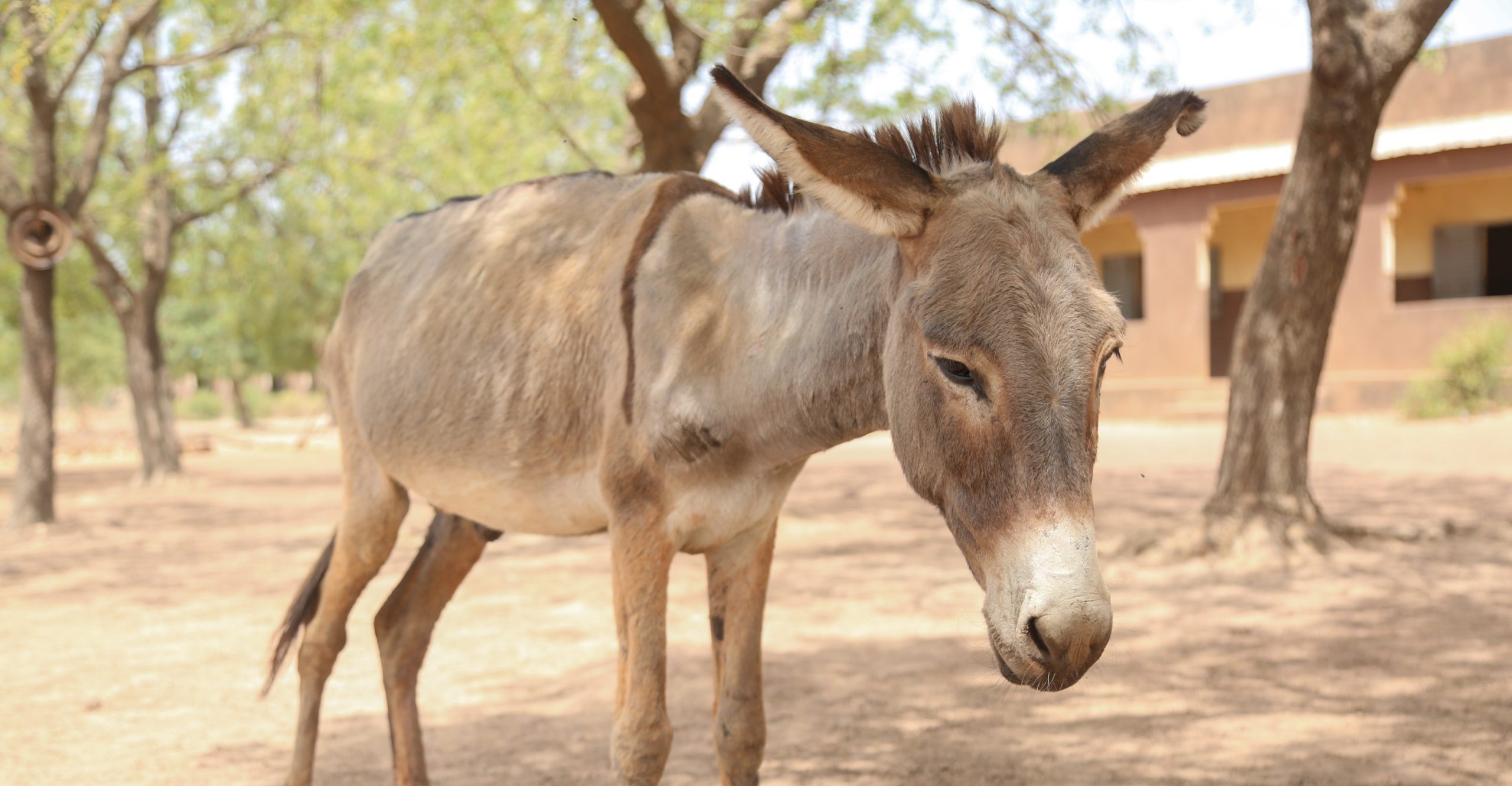 Sory the donkey: Healing from painful harness wounds