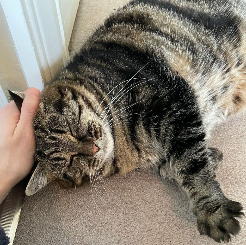a tabby cat laying on her side. Her head is being stroked by a human hand. 
