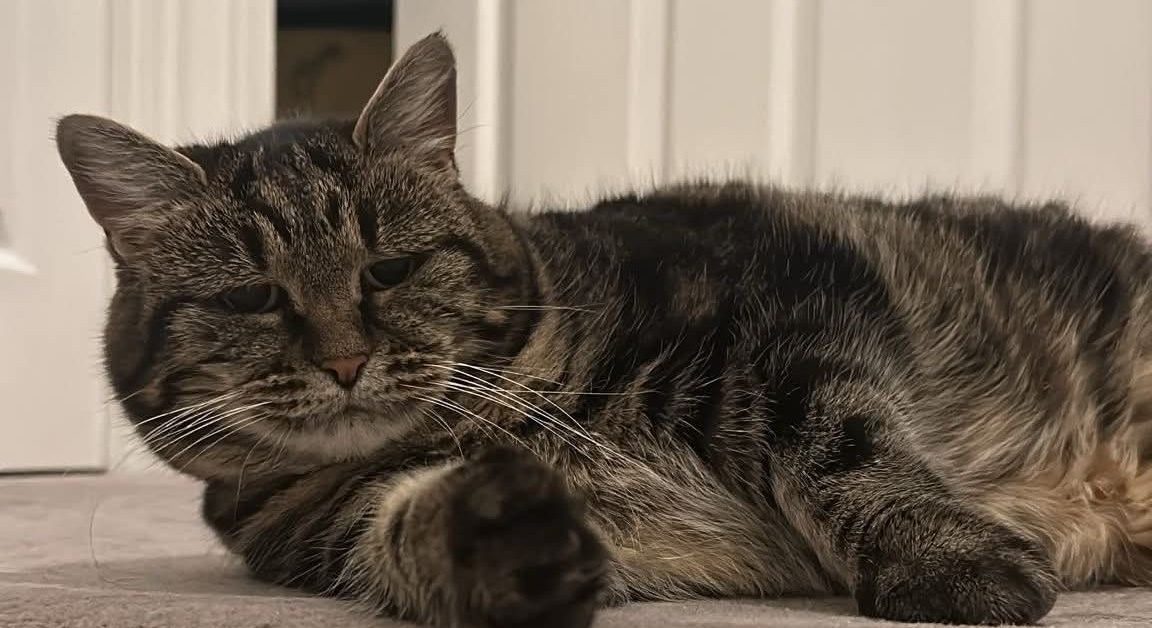 Ruby’s journey: From rescue cat to a forever home