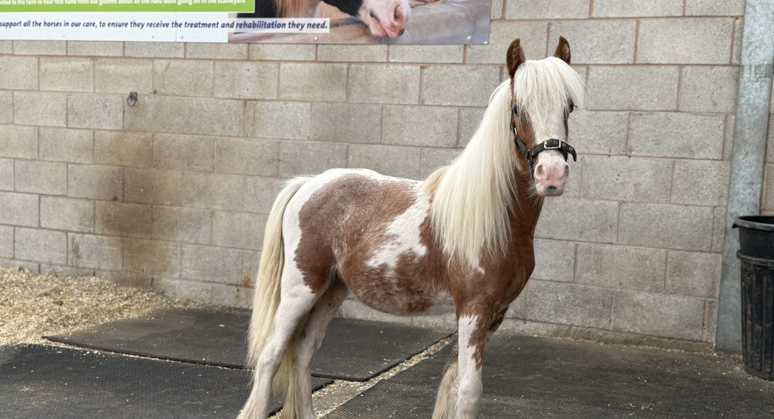Abandoned foal Slinky thrives