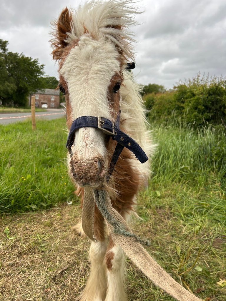 Underweight brown and white pony with a matted coat and halter, standing on grass shortly after being rescued.