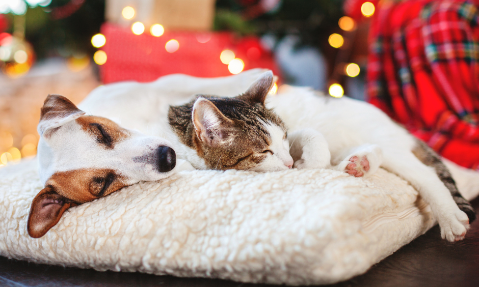 Keeping cats and dogs safe this Christmas