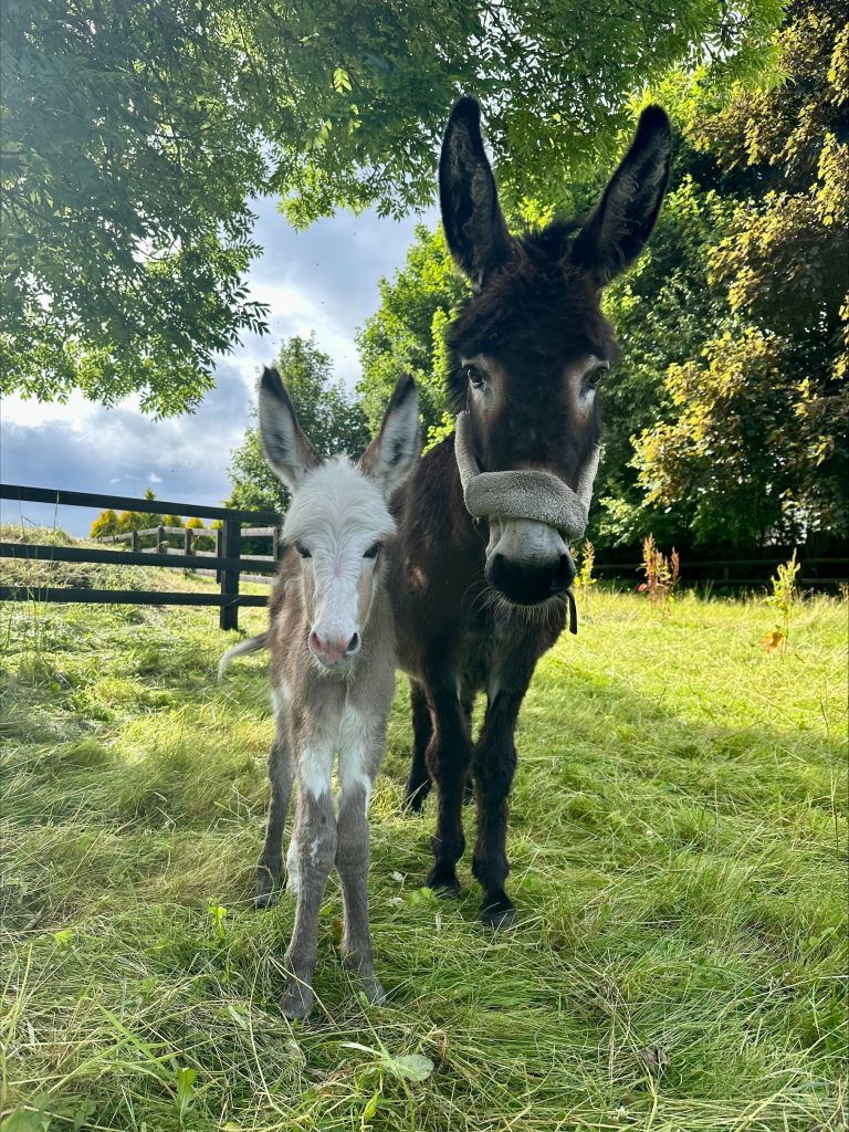 a white foal standing next to a brown donkey in a grassy field with trees behind them