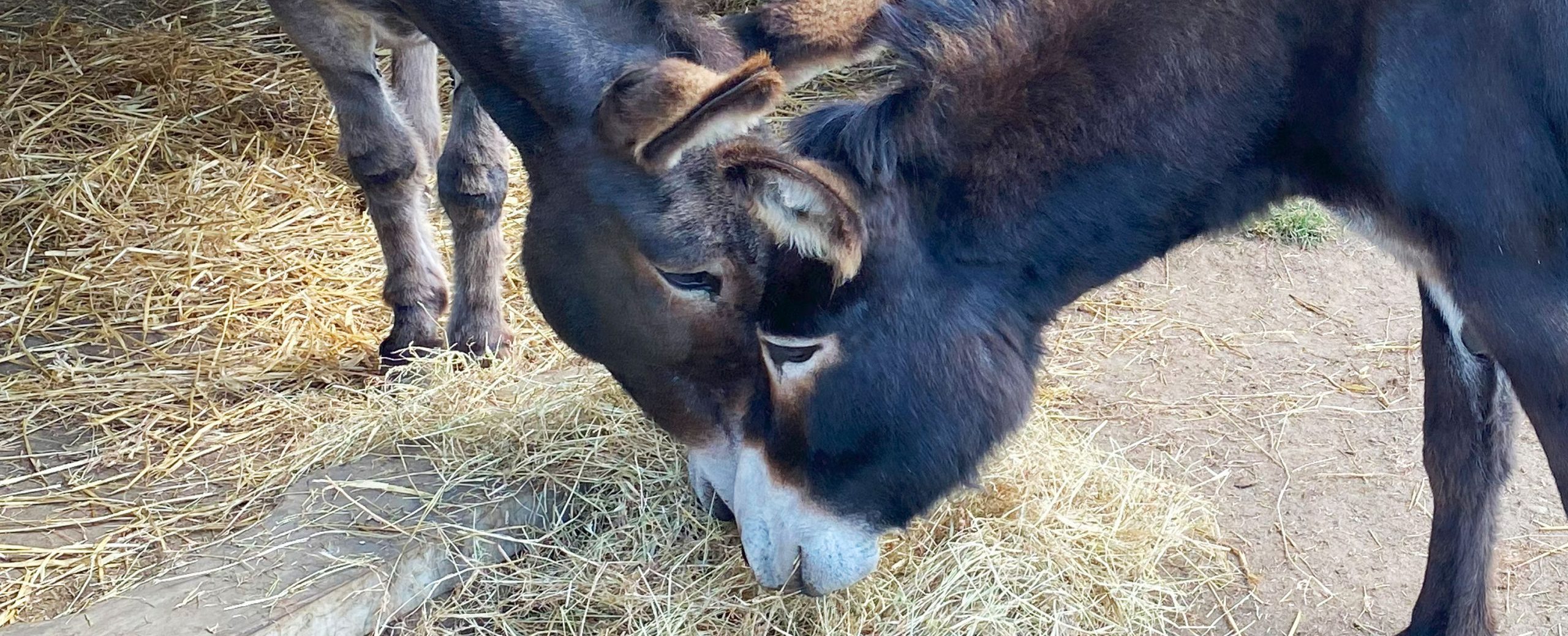 From abandonment to friendship: Donkey Mia finds a new home