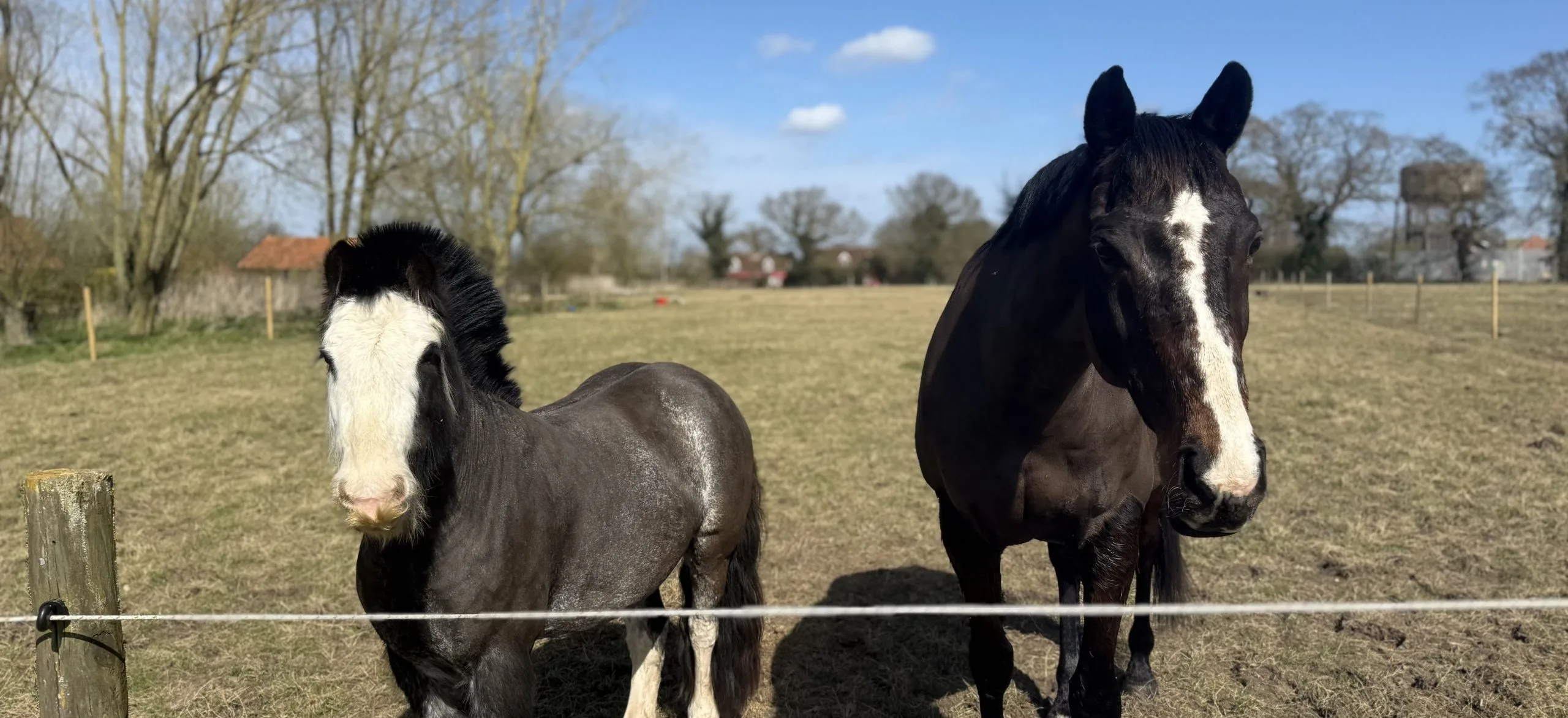 Two horses stand in a sunlit field behind a thin white fence—one smaller black-and-white pony on the left and a taller dark brown horse with a white blaze on the right, with trees and blue sky in the background.