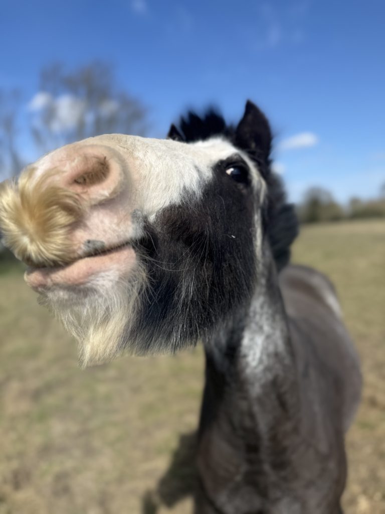 A close-up of a black-and-white pony with a fluffy pale muzzle, lifting its head toward the camera under a bright blue sky.