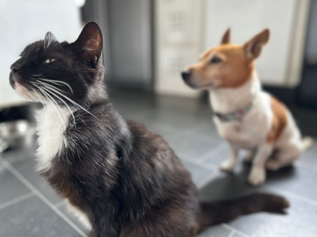 A black and white cat sits in focus on a tiled floor while a small brown and white dog sits blurred in the background.