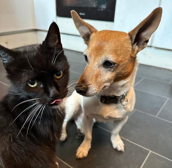 A small brown and white dog sits beside a black cat with white whiskers; the cat has its tongue slightly out while the dog looks at it curiously.