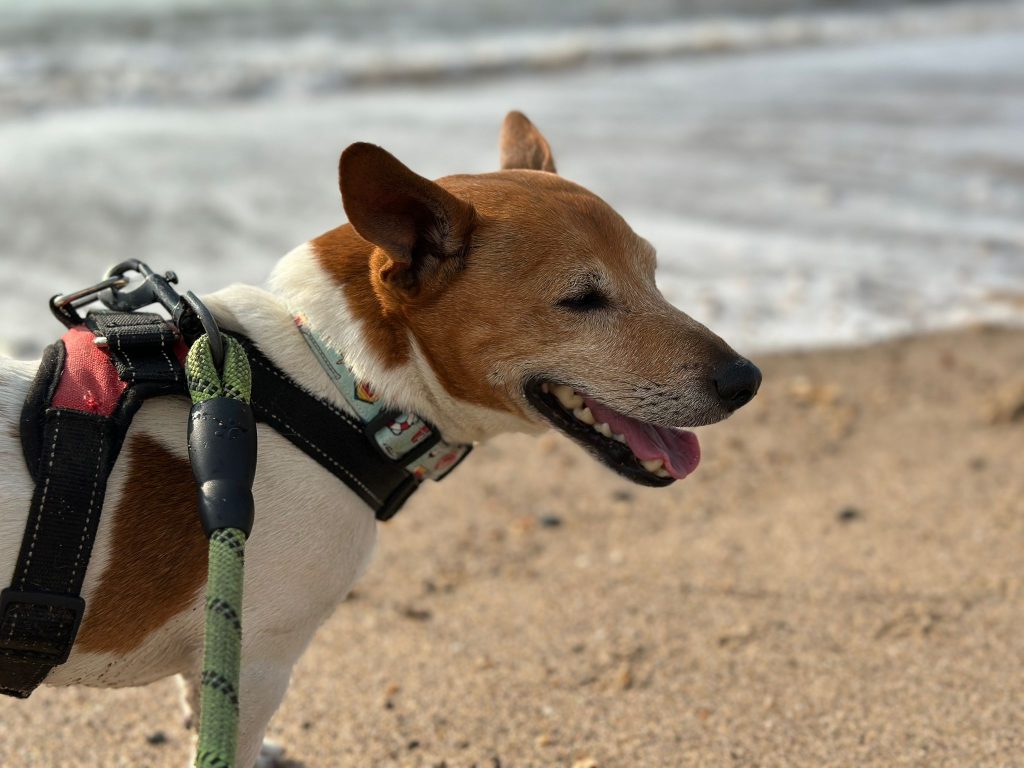 A small brown and white dog wearing a harness and lead walks along a sandy beach, panting with the sea blurred in the background.