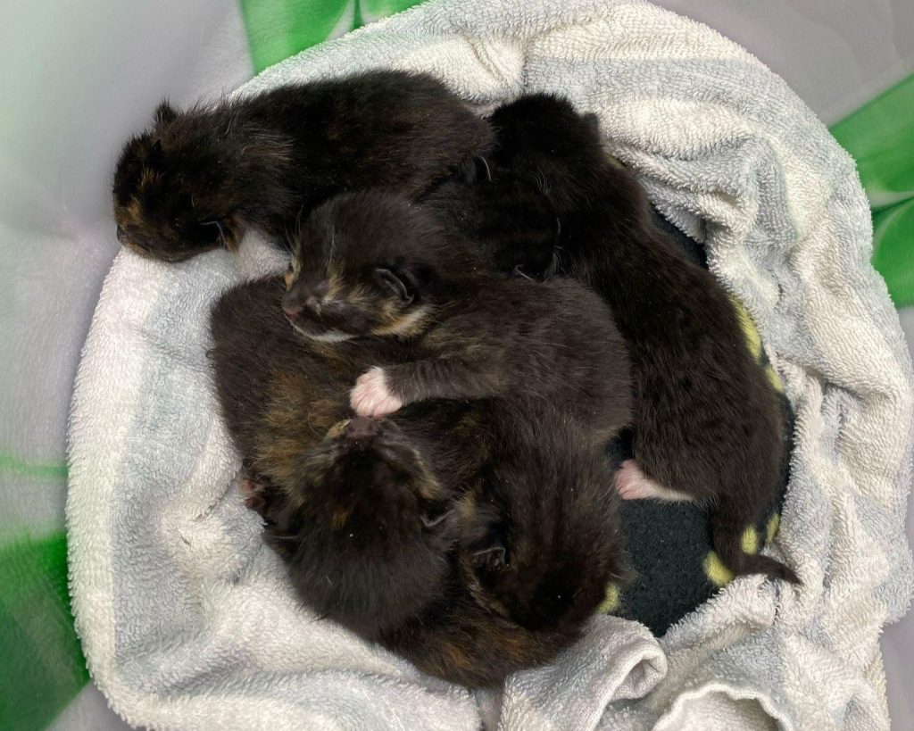 A group of tiny newborn kittens huddled together on a soft white towel inside a container, sleeping closely for warmth and comfort.
