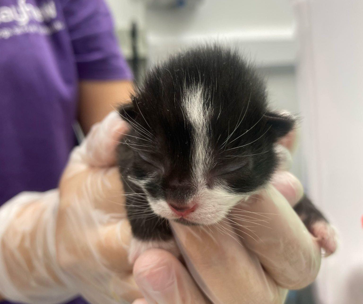 A person wearing gloves and a purple shirt holding a newborn black-and-white kitten with closed eyes and a small pink nose.