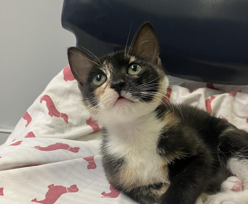 A young calico kitten lying on a blanket with pink dog silhouettes, gazing upward with curious eyes.