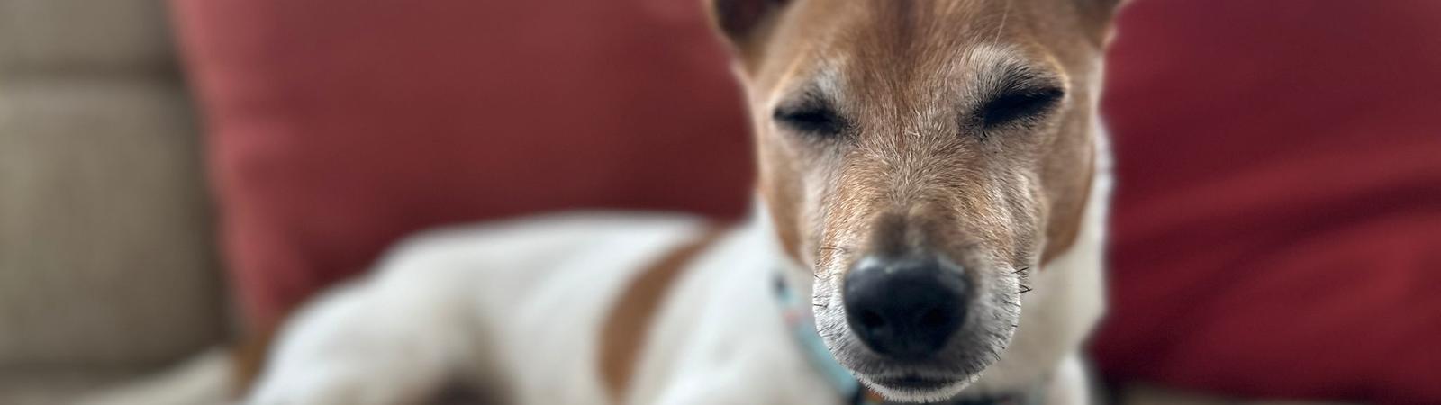 Bobby and Socks: Love at first sight