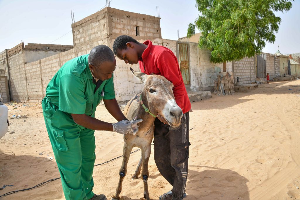 Veterinary worker treats an injured donkey during an animal welfare visit, with a local handler providing support.