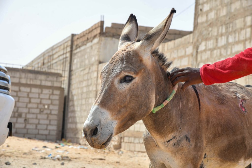 Donkey being gently held by a handler
