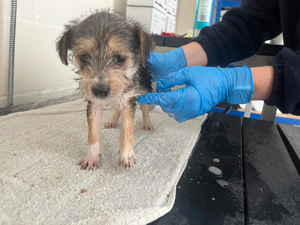 Wet, scruffy terrier puppy standing on a towel while a person wearing blue gloves gently washes and supports him during a bath.