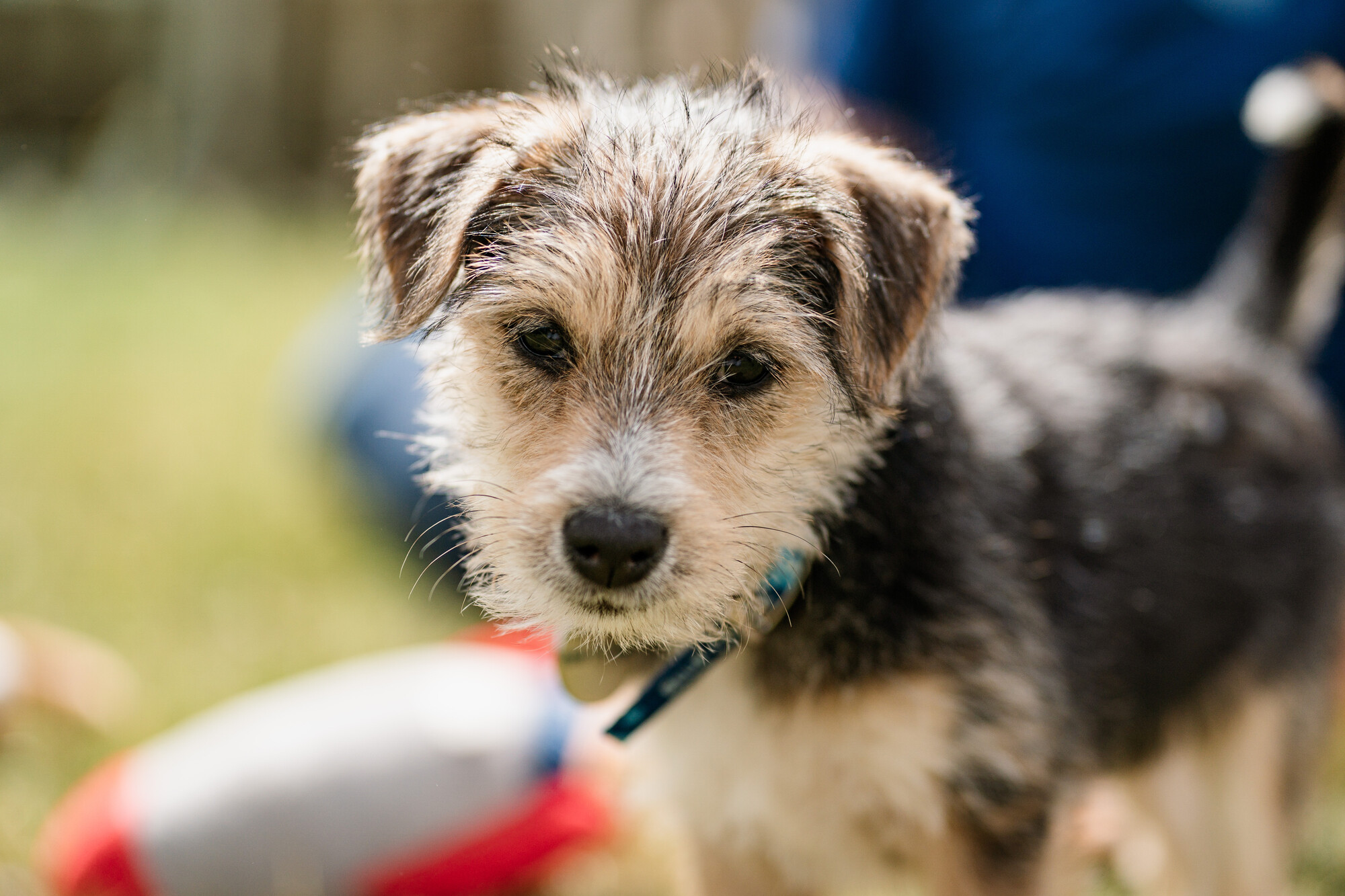 A close-up of a scruffy black-and-tan puppy outdoors, looking softly at the camera in bright sunlight.