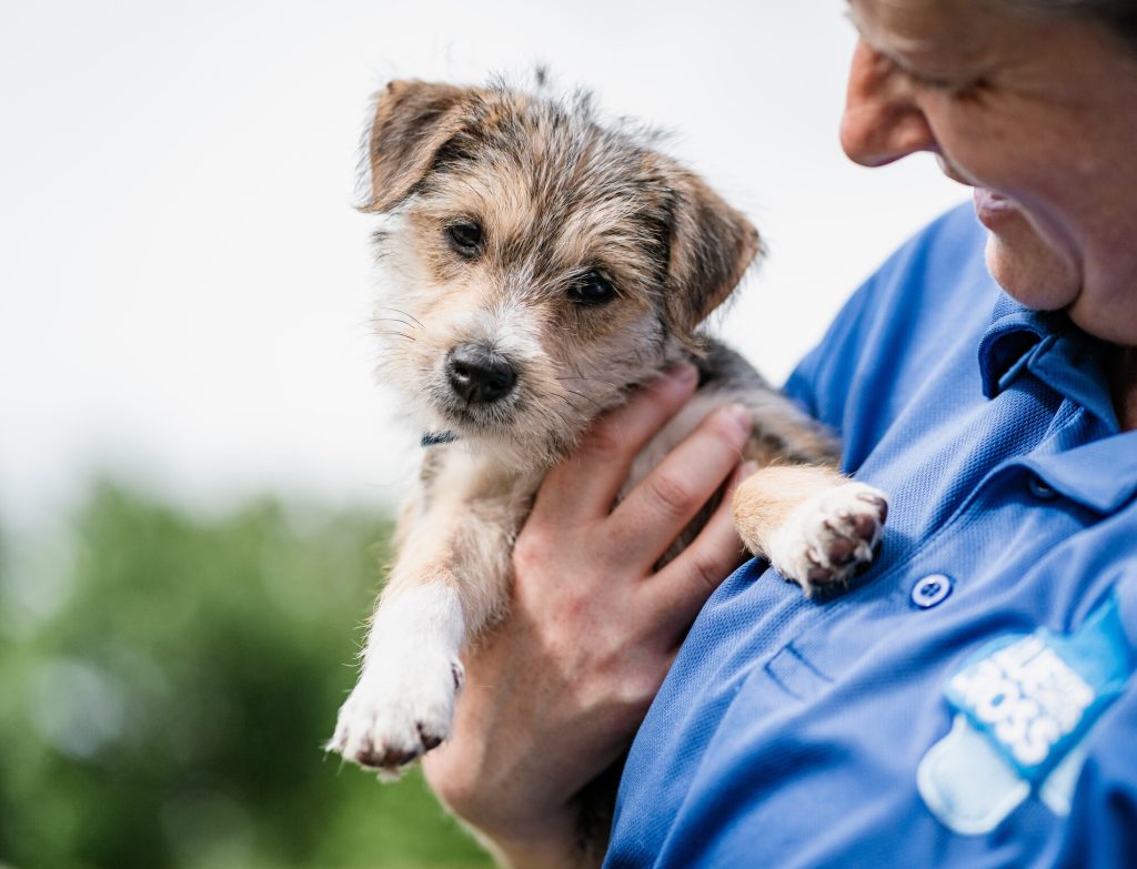 A person in a blue uniform gently holds a small black-and-tan puppy, who looks calmly toward the camera.