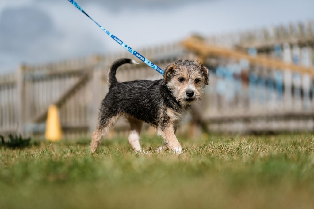 A young black-and-tan puppy stands on grass wearing a blue lead, looking at the camera with a fenced outdoor area behind.