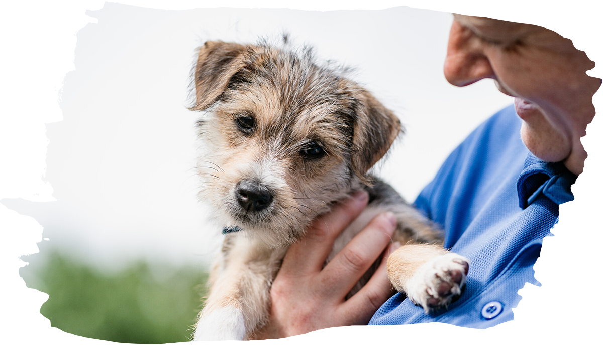 A person in a blue uniform gently holds a small black-and-tan puppy, who looks calmly toward the camera.