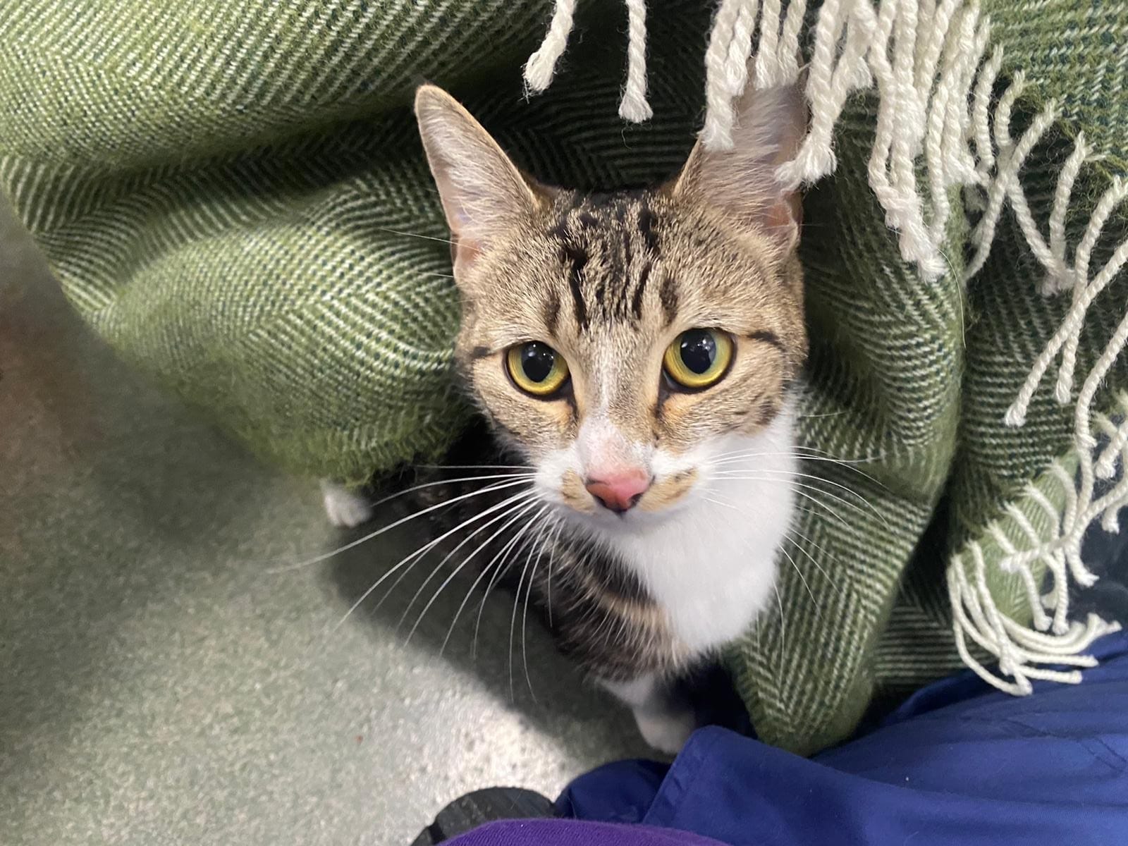 Close-up of a tabby and white rescue cat looking up with wide eyes