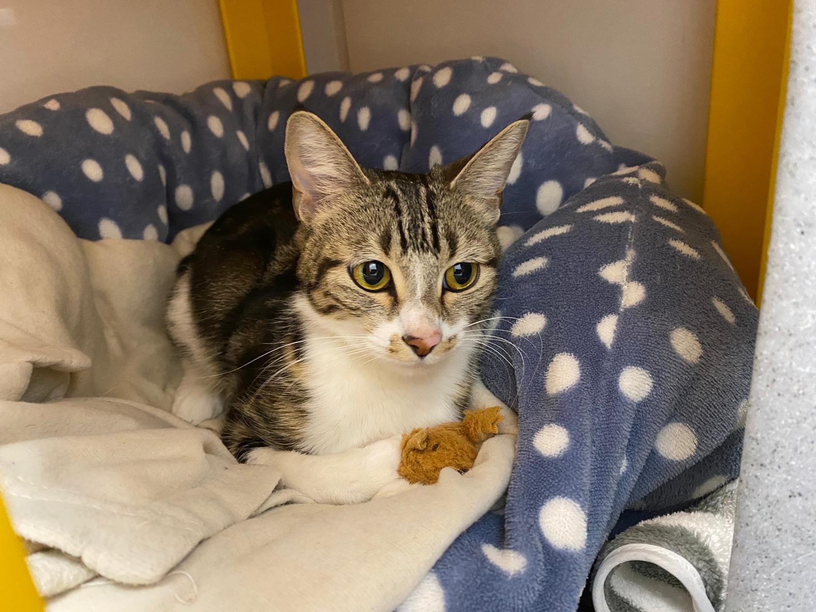 Abandoned at Christmas