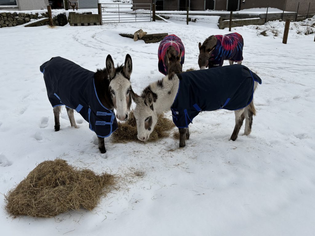 Four rescued donkeys wearing winter rugs and eating hay in the snow at their new home