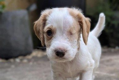 Puppy Morris’ second chance